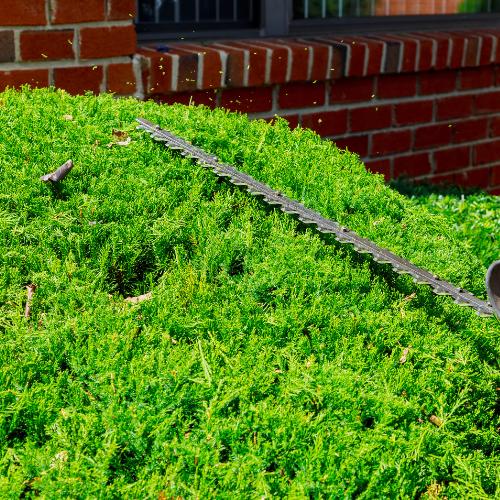 Heckenschnitt Leistung in der Grünpflege: Abbildung Formschnitt Hecke, Heckenschnitt