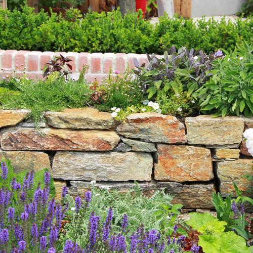 Neugestaltung - Abbildung: neue Natursteinmauer und neu Bepflanzung mit Lavendel